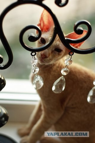 Котовторник на ЯПлакалъ (15.07.2008)