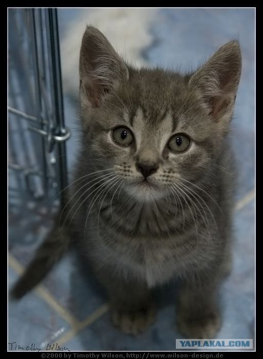Уррааа! Котомет на ЯПлакалъ.