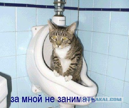 Что может кот делать в туалете?