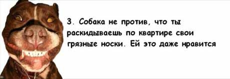 13 причин, почему холостяки предпочитают собаку