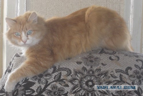 Котовторник стартует