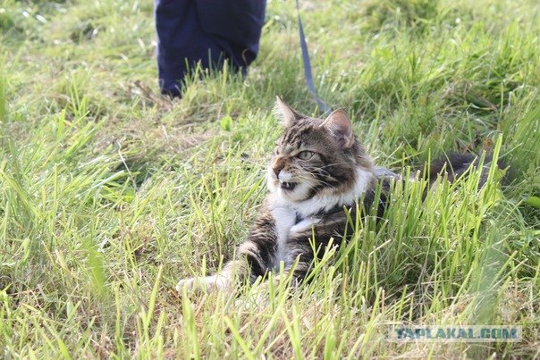 Котовторник! 11.10.11
