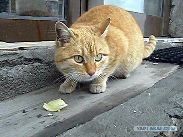 Котовторник (21.02.2012)