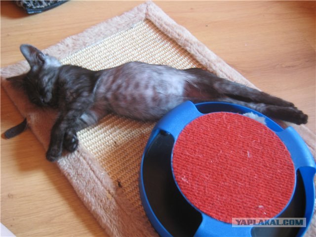 Котовторник  14.08.2012.