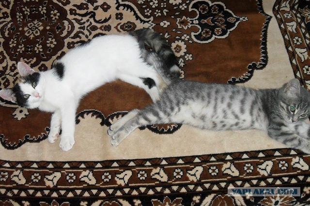 Котовторник  28.08.12