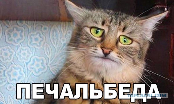 Кто?! Кто посмел обидеть маленького?!