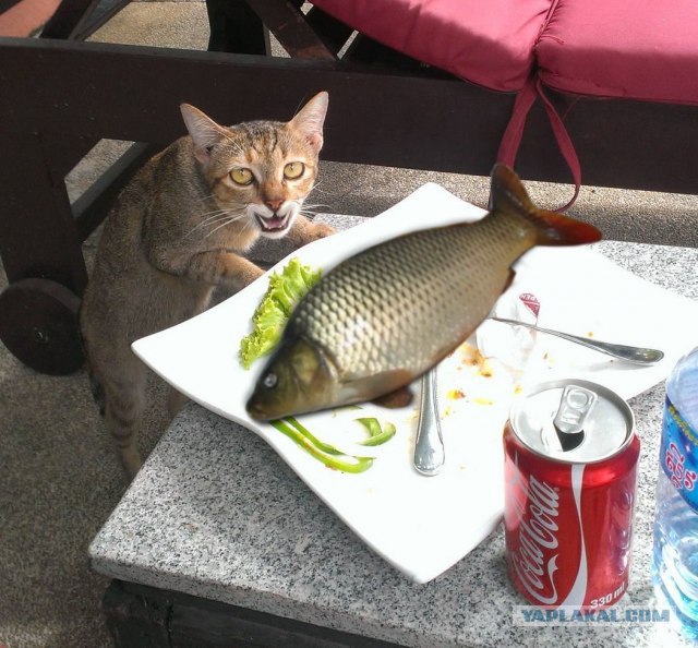 - Хозяин, сука, ты же обещал оставить...