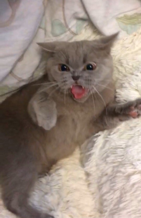 Забавные фото котеек