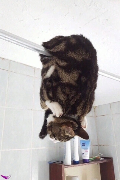 Котики