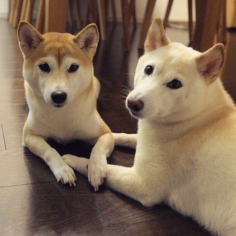 Эти забавные животные