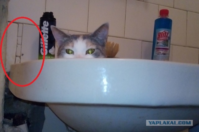 Россия – кошачья сверхдержава