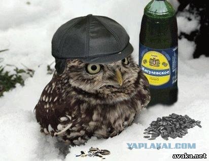 Фотожаба:Нельзя просто так взять и нарисовать СОВУ