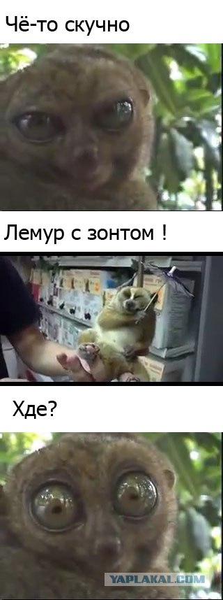 Лори