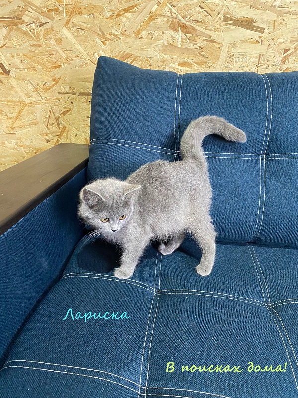 Жизнь домашнего приюта "Котоленд" 315