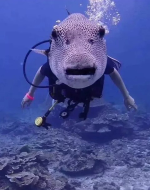 Это нужно развидеть: 14 забавных фото, которые обманут ваше зрение