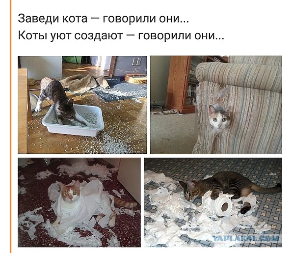 Говорили "возьми кошку, она нервы успокаивает..."