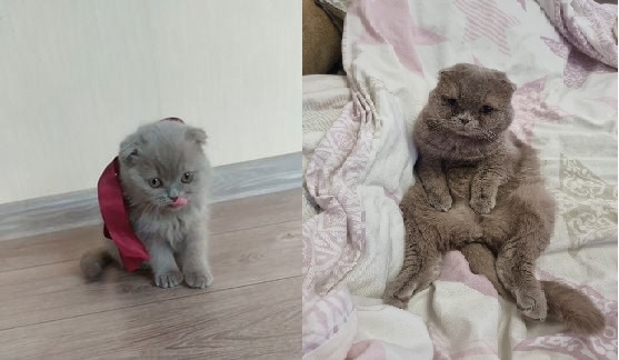 Котовторнику посвящается