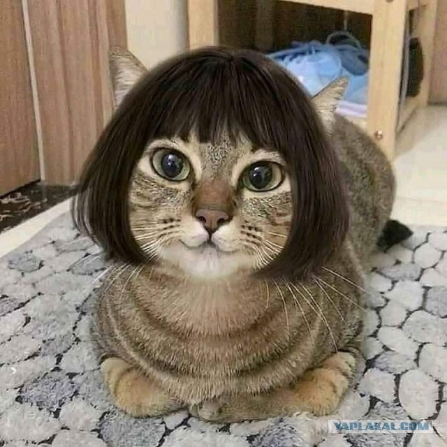 "Жена нарядила кошку"