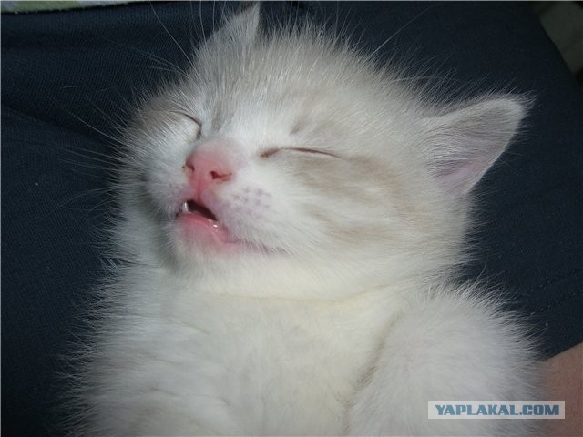 Кошачья пантомима