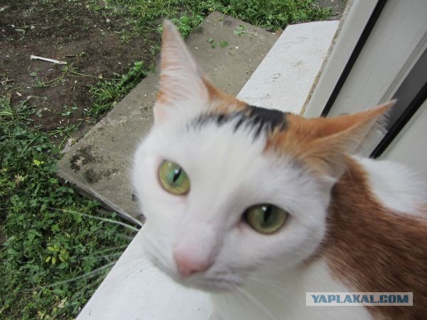 Котовторник 04.06.2013
