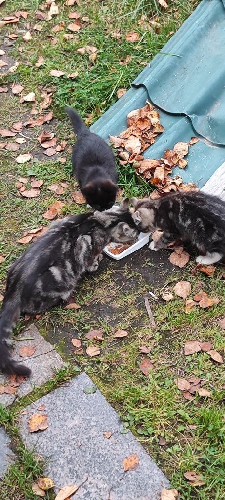 Котики