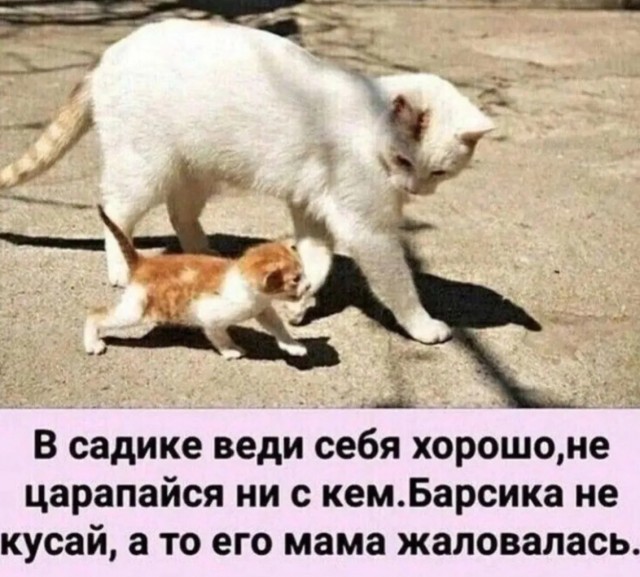 К котовторнику: подборка картинок-баянов с котиками и про котиков. Выпуск 42.