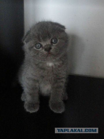 Котовторник  30.07.2013
