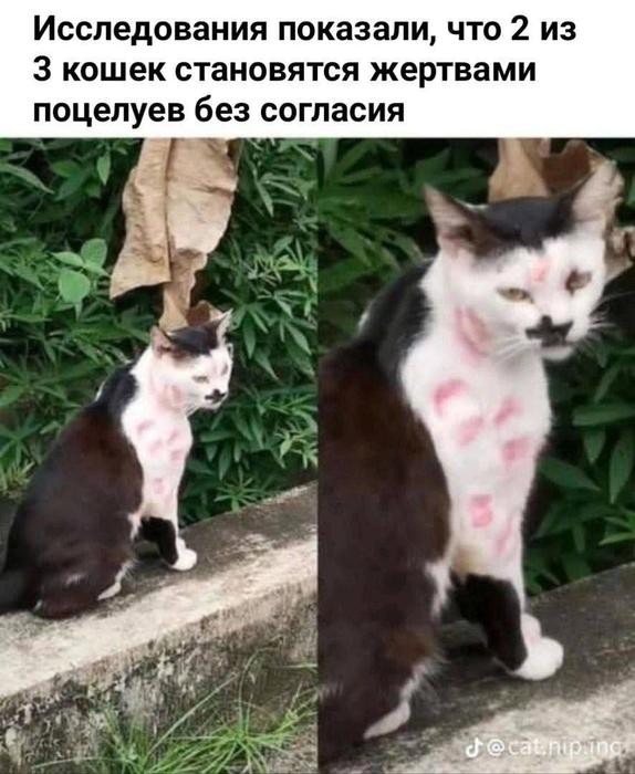 Всемирный день котиков.