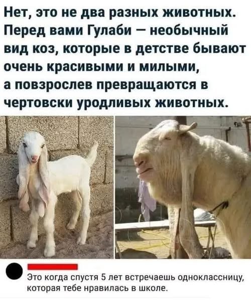 Чернушка на субботу
