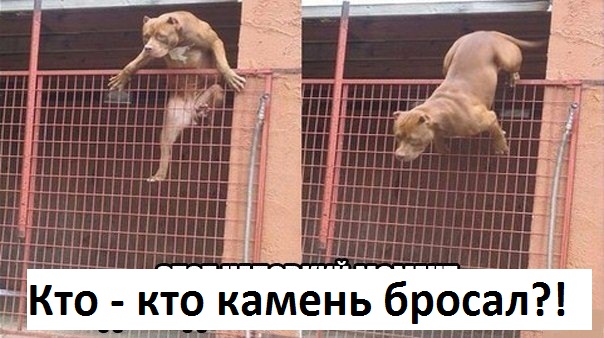 Продается коза