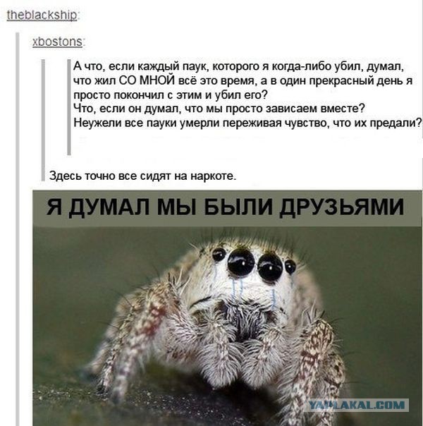 Помогите решить судьбу мухи?!