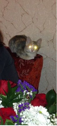 КотоПост
