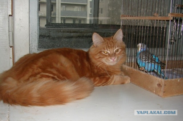 Котовторник  08.04.2014