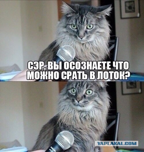 Коты, которых никто не понимает