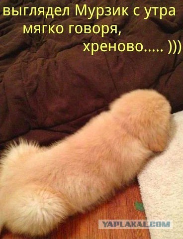 В Киеве раскритиковали поведение Порошенко на