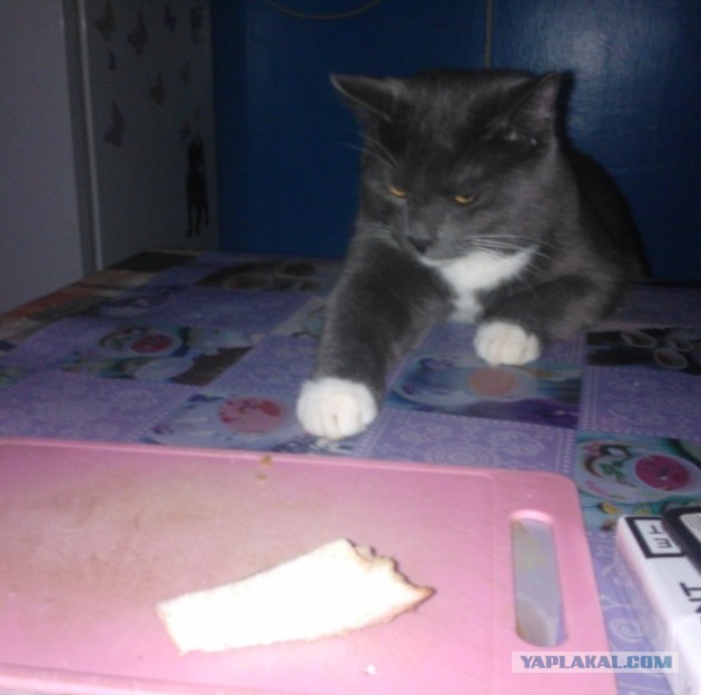 Котовторник 28.10.2014