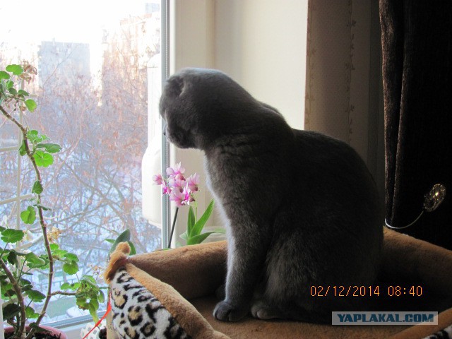 Котовторник 2.12.14
