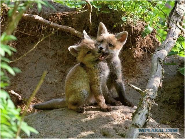 Животные-карапузики