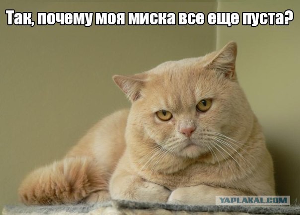Ну и где хавчик, я спрашиваю?