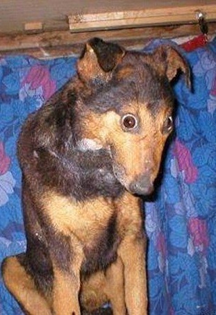 Чучело лисы