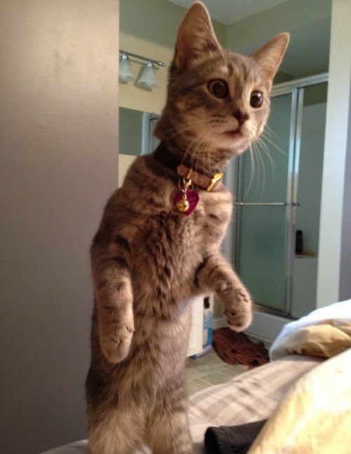 Котовторник