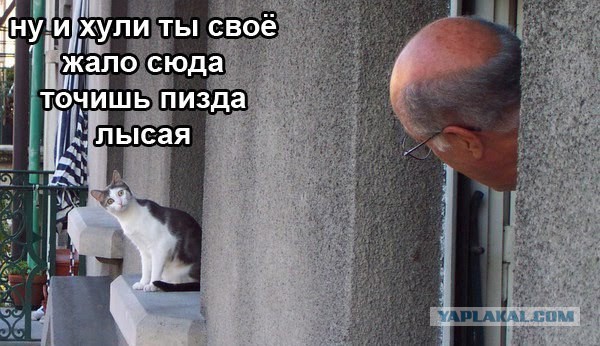 Прикольные коты