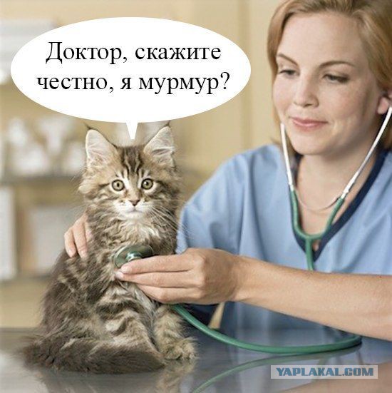 Пушистая скорая помощь