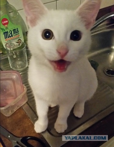 Котовторник 20.10.2015