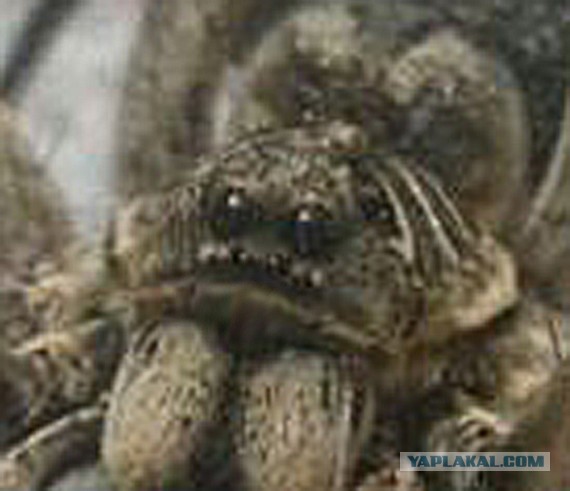 Неожиданность с пауком