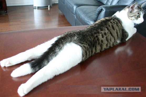 17 фотографий котов