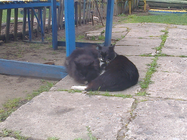 Котовторник 17.11.2015
