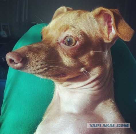 Кошки и другие