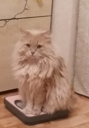 Котовторник 26.01.2016
