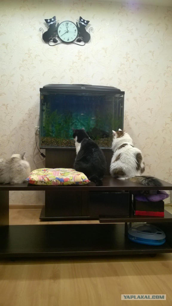 Котовторник 22.03.2016